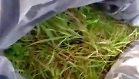 She has yuko and with a toy